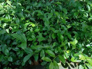 තේ පැල