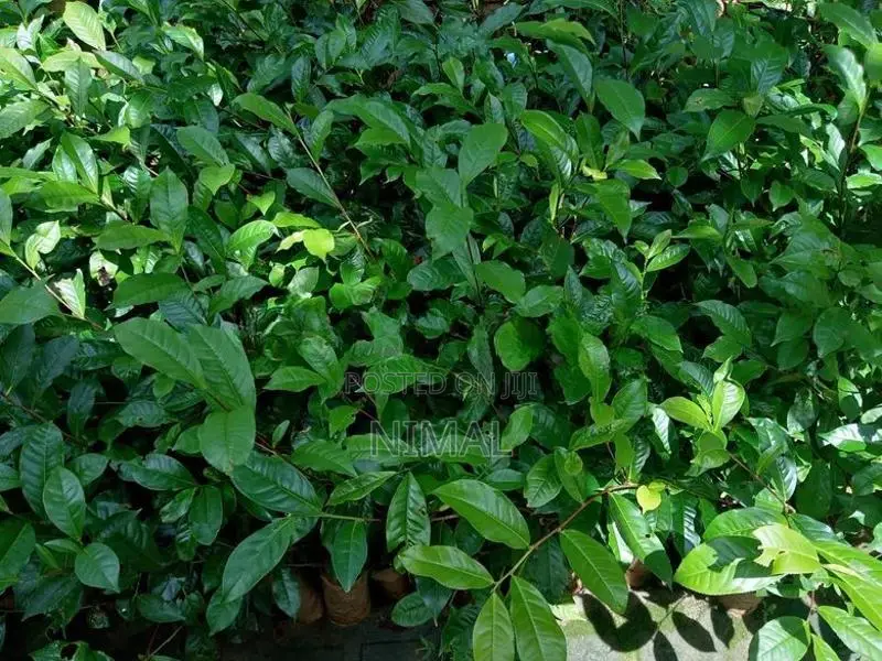 තේ පැල