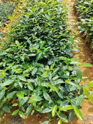 තේ පැල