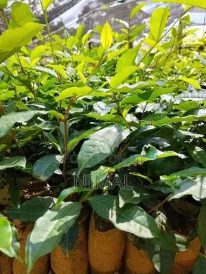තේ පැල