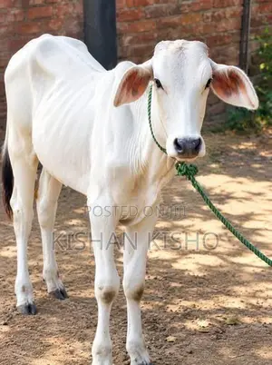 Milk Cow