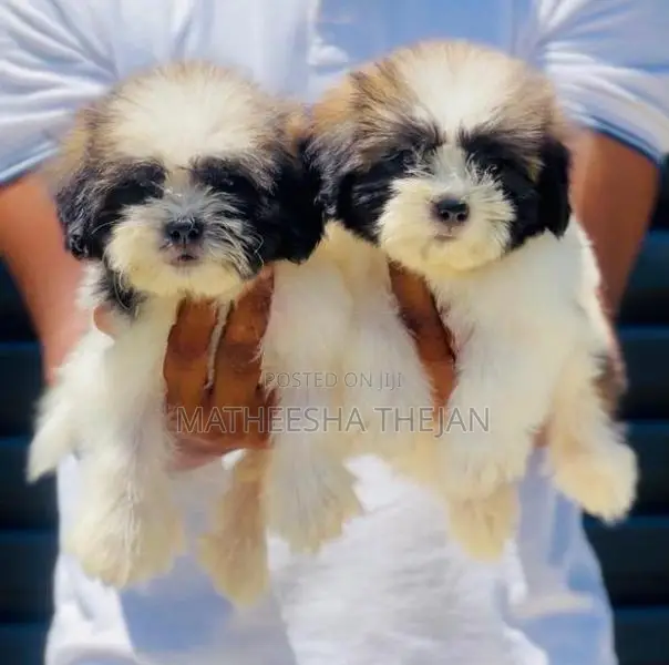 Shihtzu Puppies