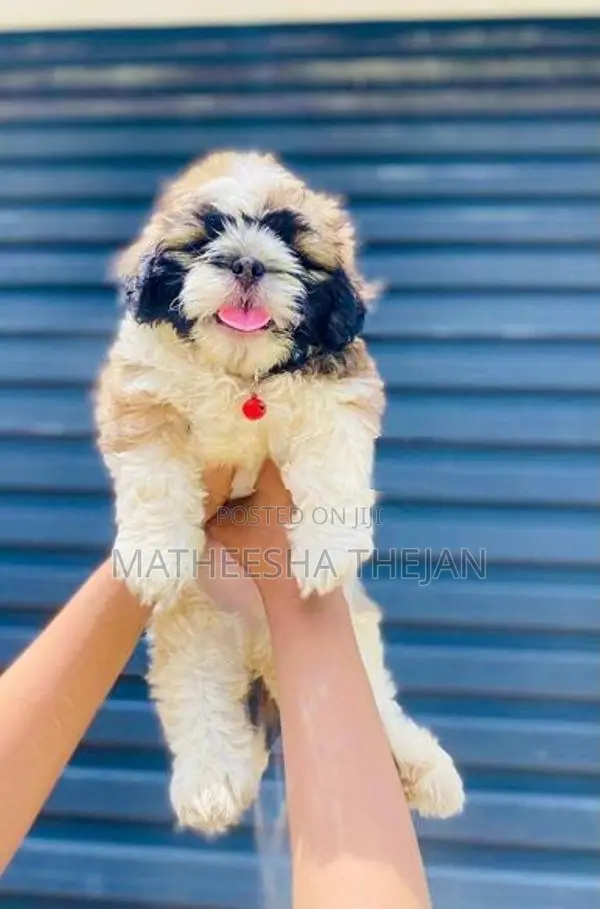 Shihtzu Puppies