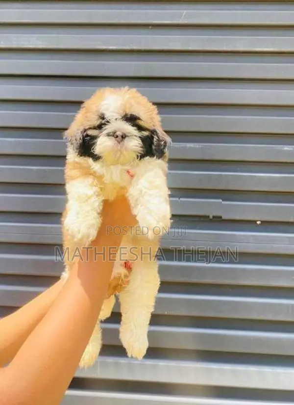 Shihtzu Puppies