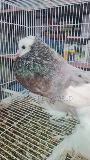 Almond Reverse Wing Pouter