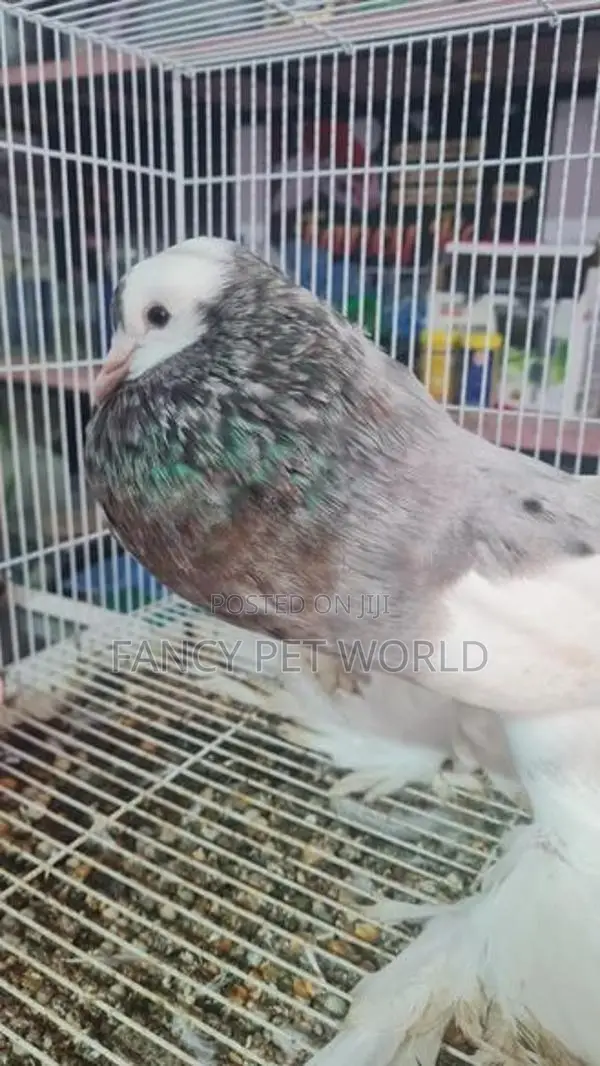 Almond Reverse Wing Pouter