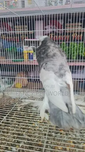 Almond Reverse Wing Pouter