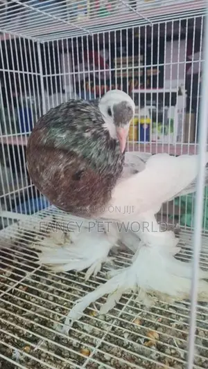 Almond Reverse Wing Pouter