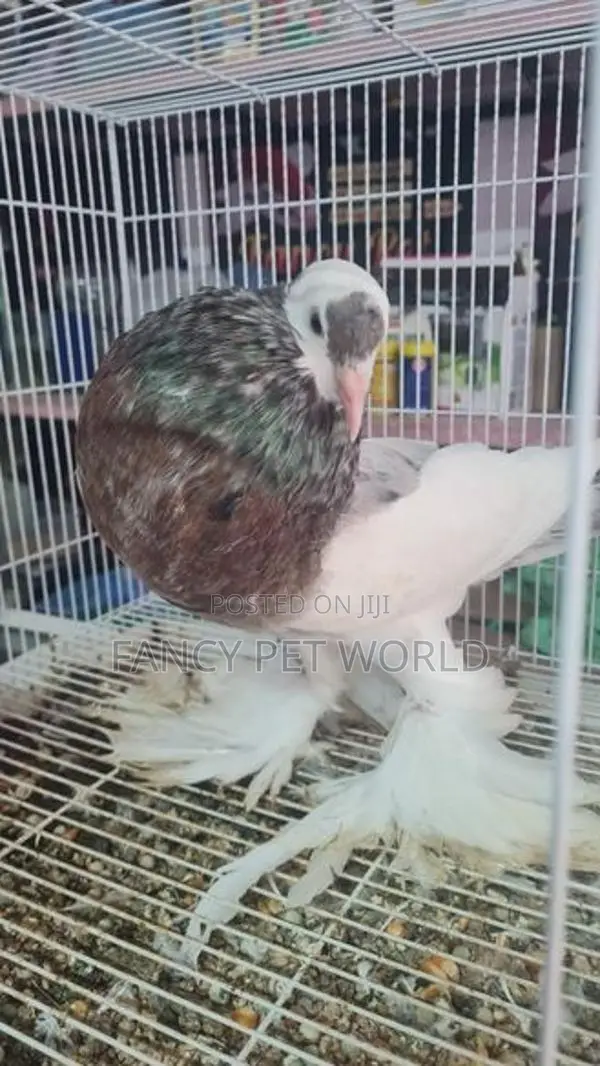 Almond Reverse Wing Pouter