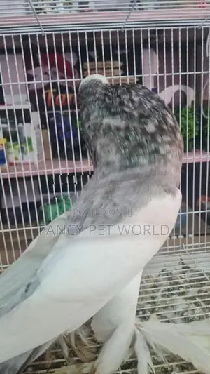 Almond Reverse Wing Pouter