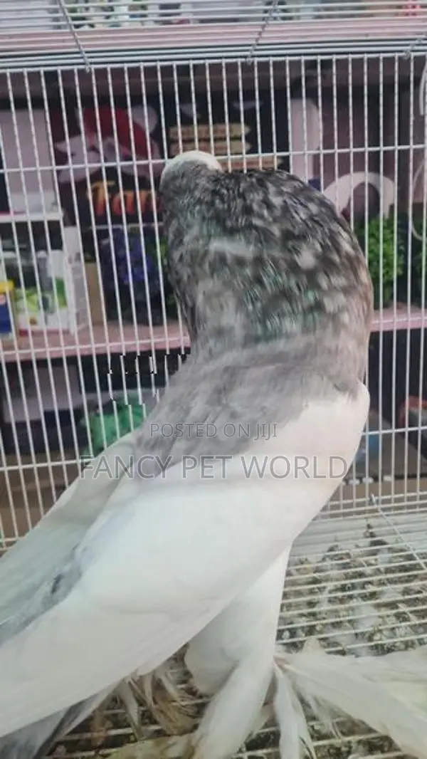 Almond Reverse Wing Pouter