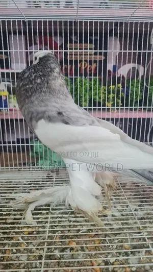 Almond Reverse Wing Pouter