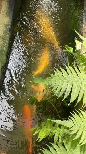 Koi Calf
