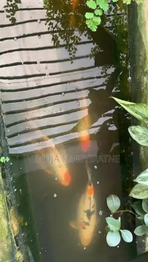 Koi Calf
