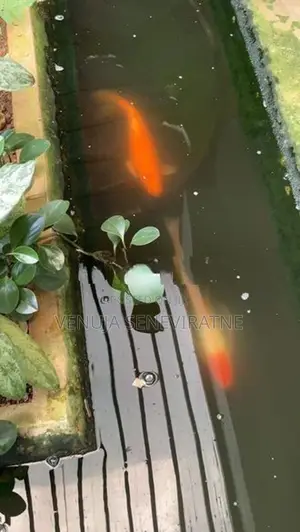 Koi Calf