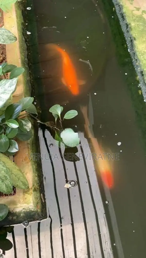 Koi Calf