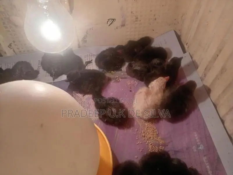 Poultry