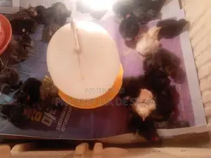 Poultry