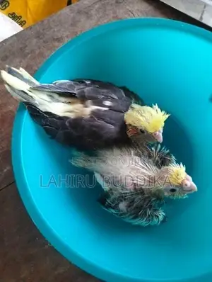කොකටේල් පැටව් විකීමට