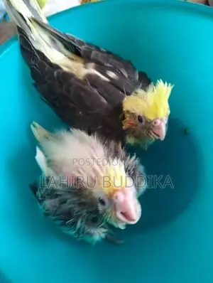 කොකටේල් පැටව් විකීමට