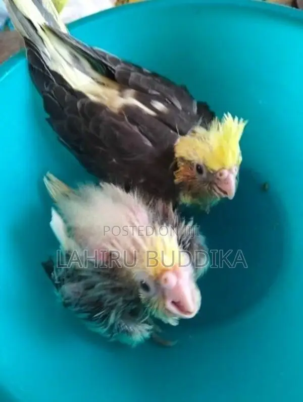 කොකටේල් පැටව් විකීමට