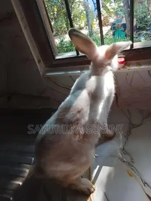 පිරිමි හාවා