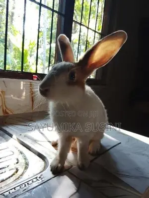 පිරිමි හාවා