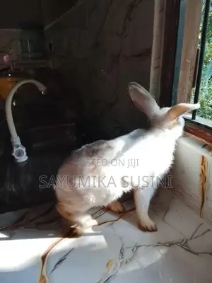 පිරිමි හාවා