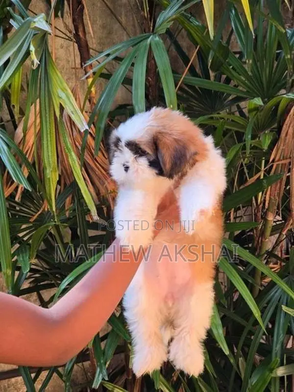 Shih Tzu Puppy