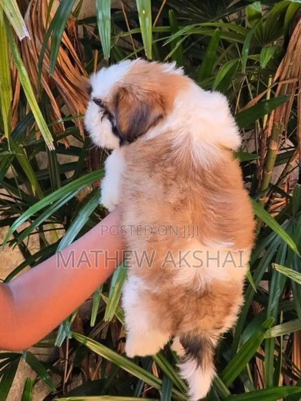 Shih Tzu Puppy