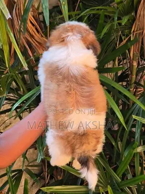 Shih Tzu Puppy