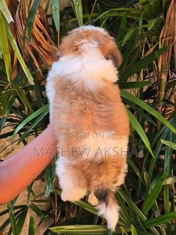 Shih Tzu Puppy