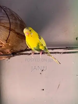 Love Birds