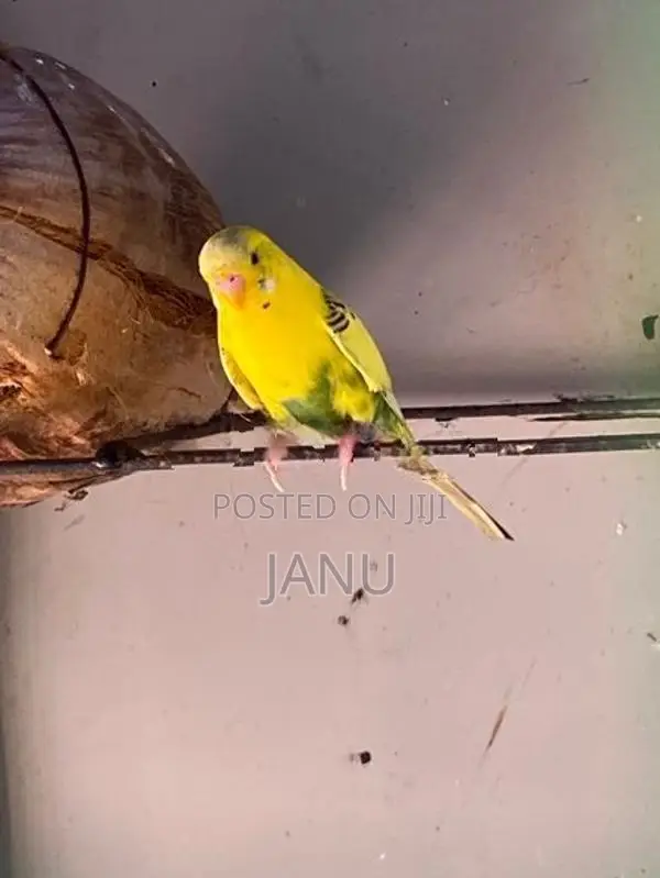Love Birds
