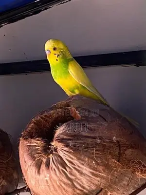 Love Birds