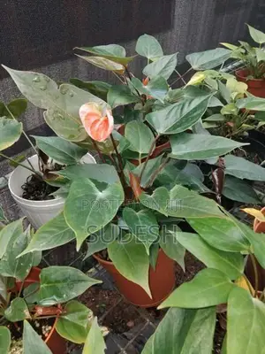 Anthurium Plants