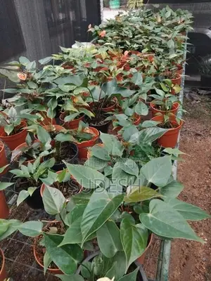 Anthurium Plants