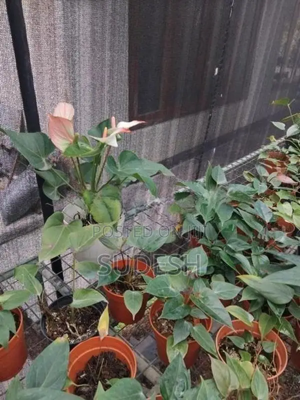 Anthurium Plants