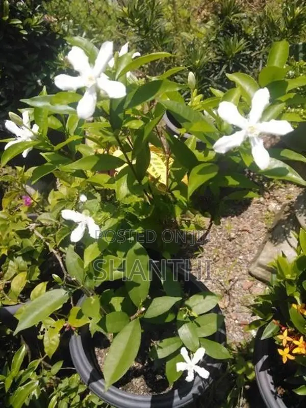 Idda Plant