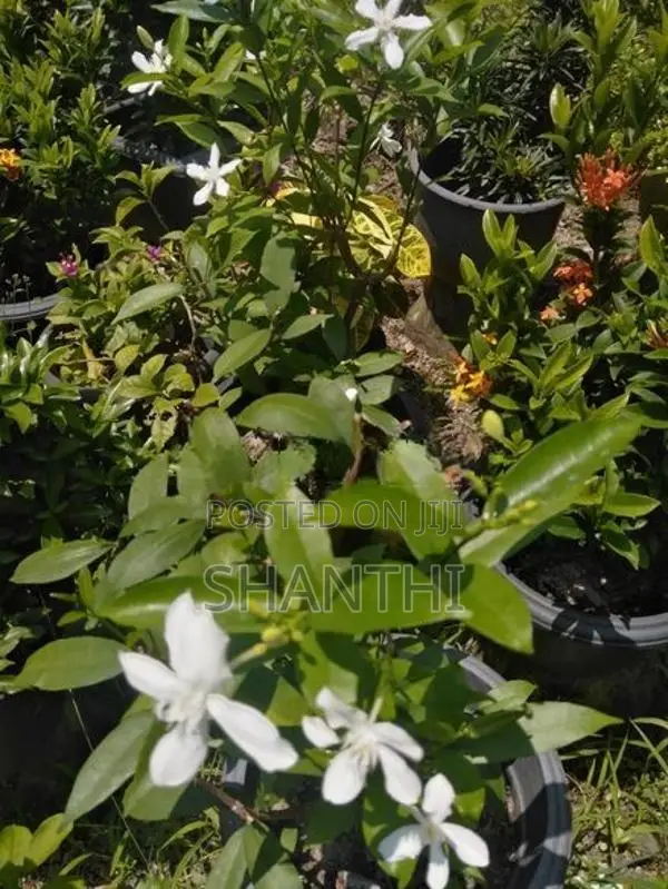 Idda Plant