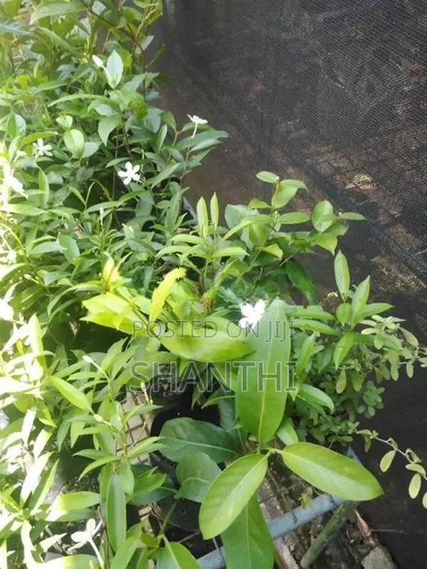 Idda Plant