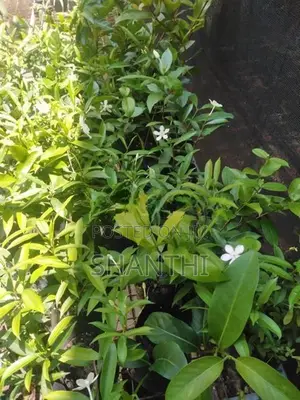 Idda Plant