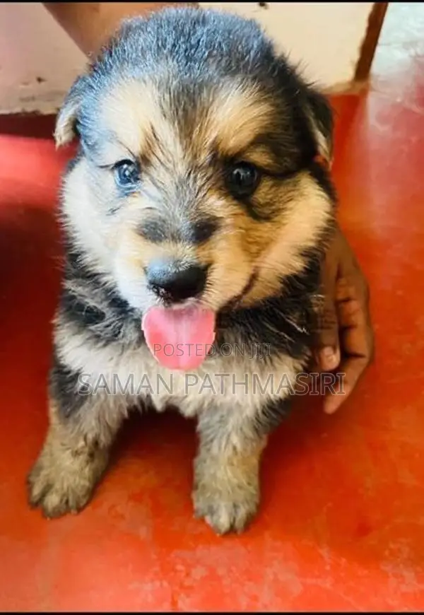 German Shepherd Puppy