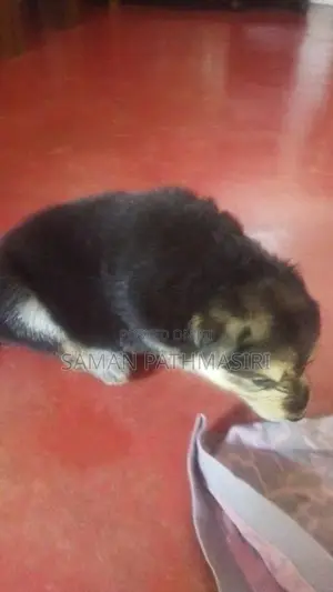 German Shepherd Puppy