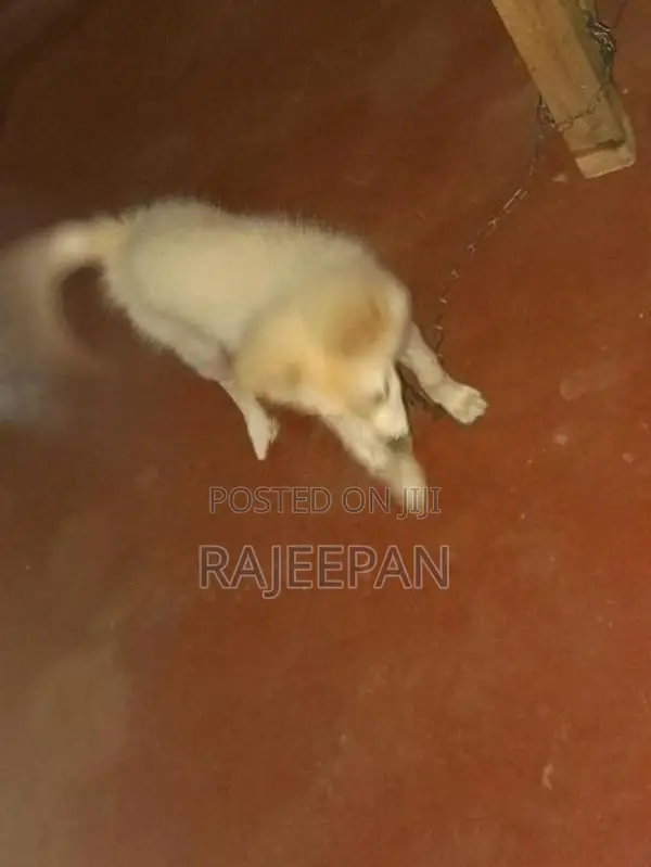 Pomeranian