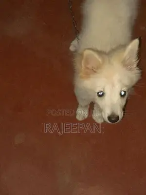 Pomeranian