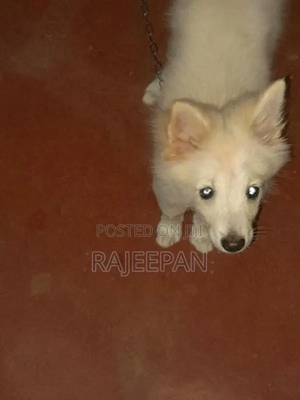 Pomeranian