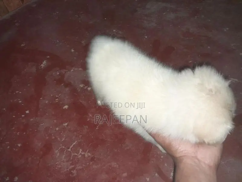Pomeranian