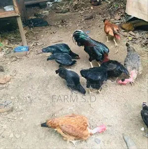 ගම් කිකිලියන්