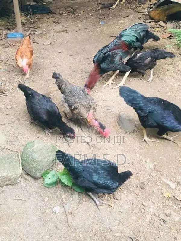 ගම් කිකිලියන්